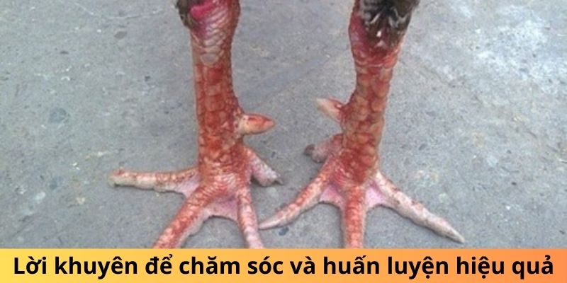 Lời khuyên để chăm sóc và huấn luyện hiệu quả