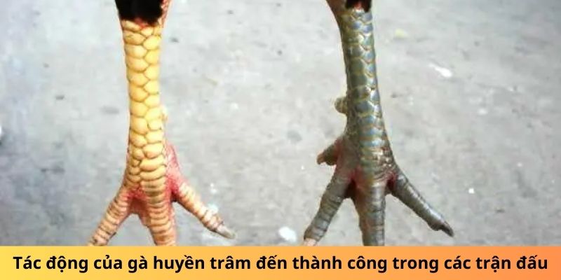 Tác động của gà Huyền Trâm đến thành công trong các trận đấu